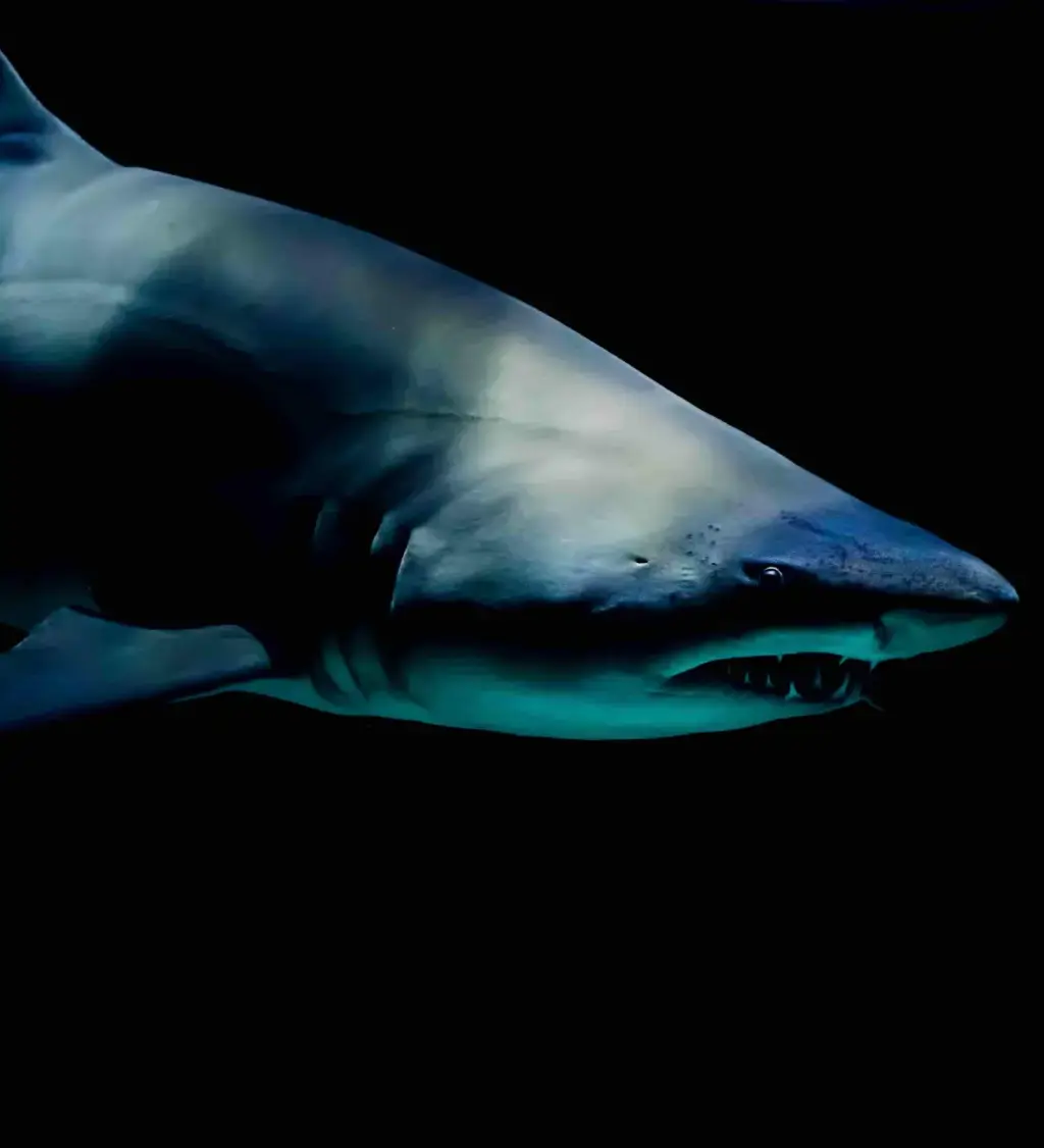 sharks in menorca