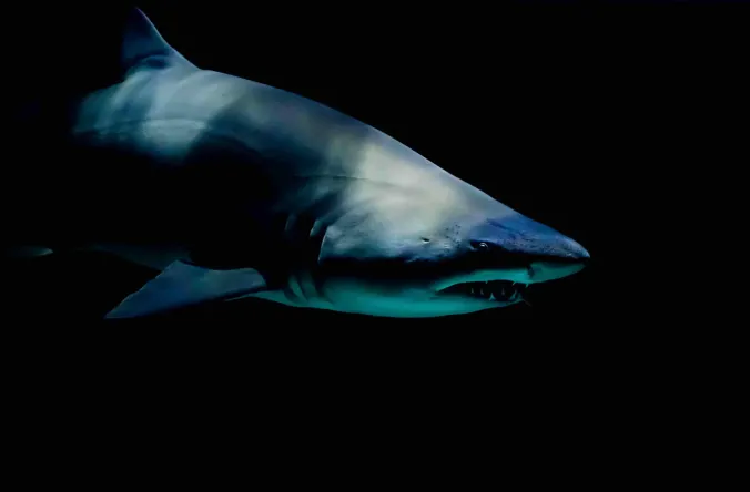 sharks in menorca