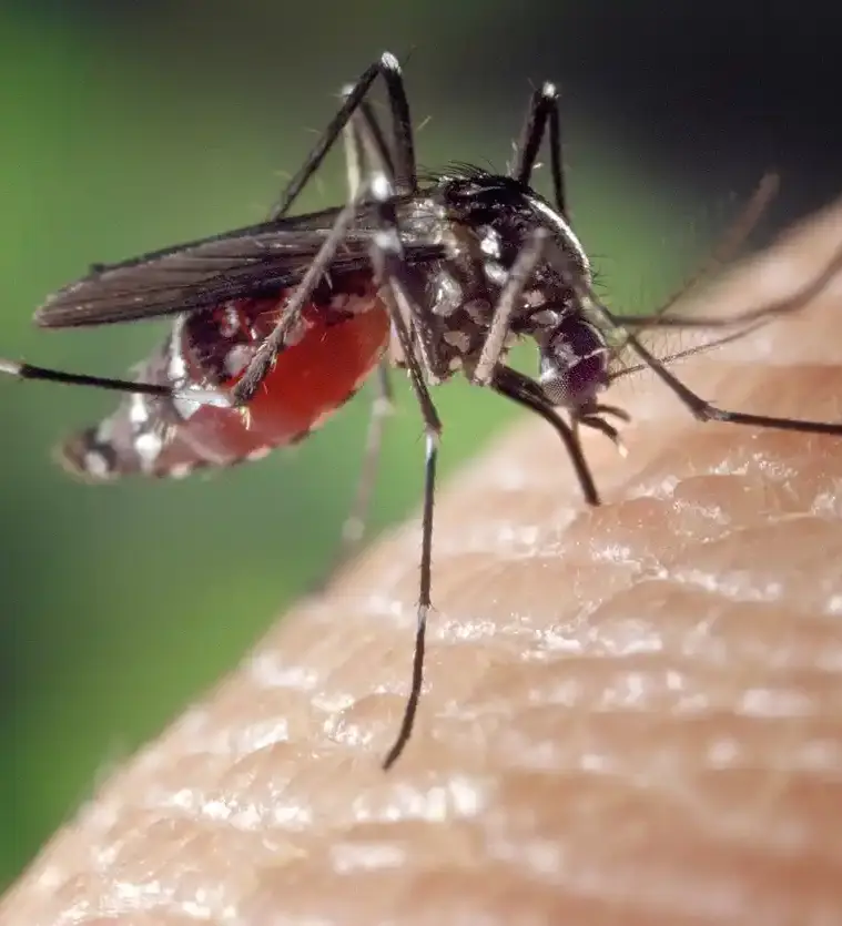 mosquitos en menorca