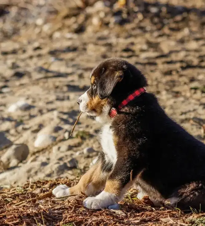 playa perros ferreries