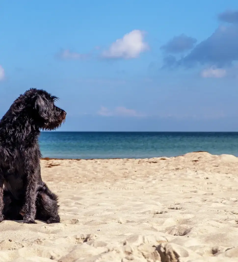 dog friendly beaches in mahon menorca