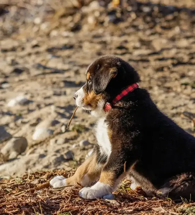 dog beaches ferreries