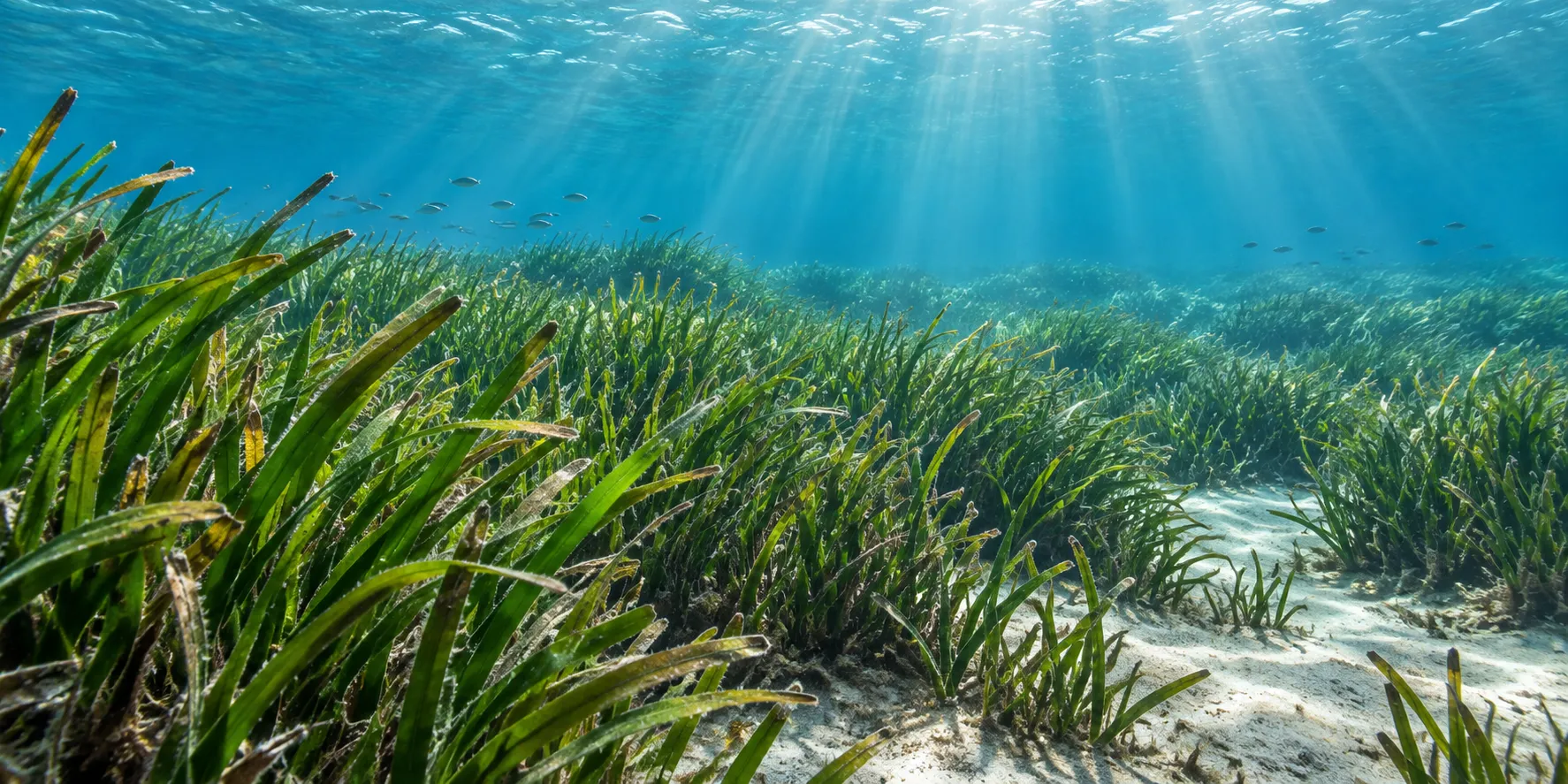 AI-generated illustration of a Mediterranean posidonia seagrass meadow