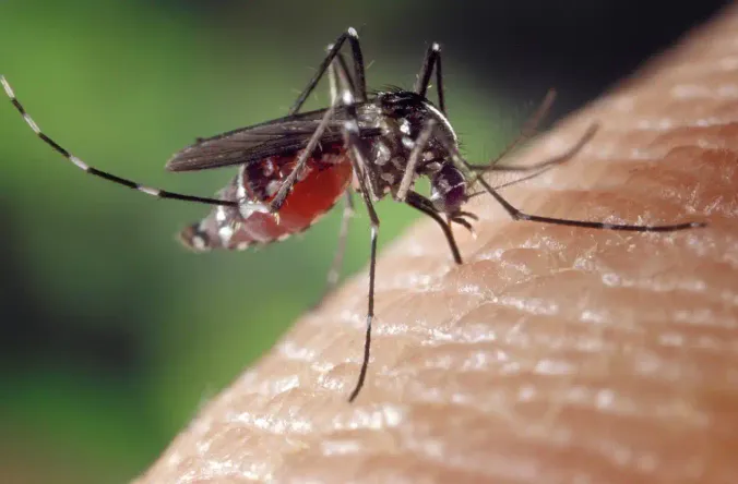 mosquitoes in menorca