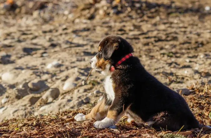 dog beaches ferreries