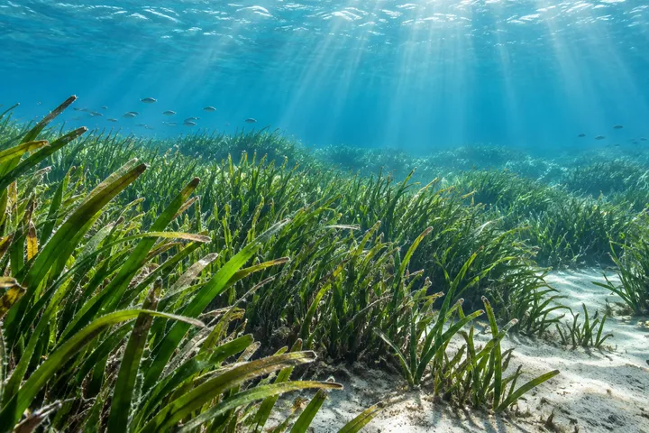 Ilustración generada con IA de una pradera submarina de posidonia mediterránea