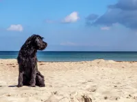 dog friendly beaches in mahon menorca