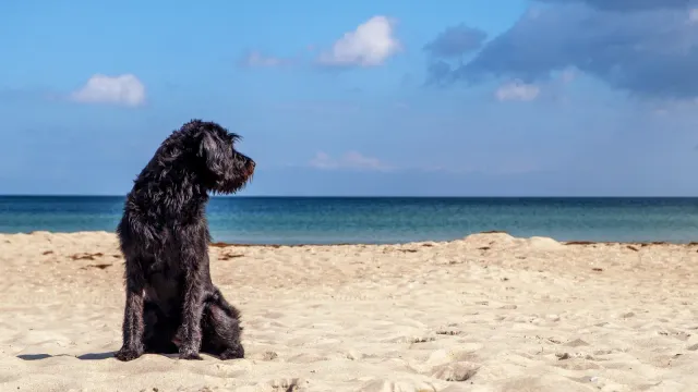 dog friendly beaches in mahon menorca