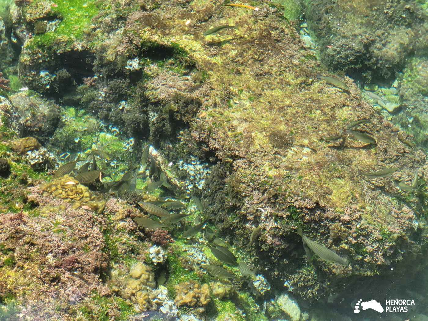 diving snorkel cala rafalet menorca fish