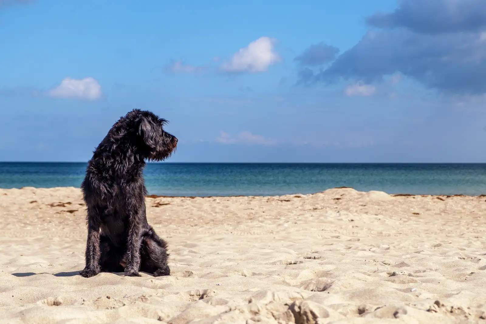 dog friendly beaches in mahon menorca